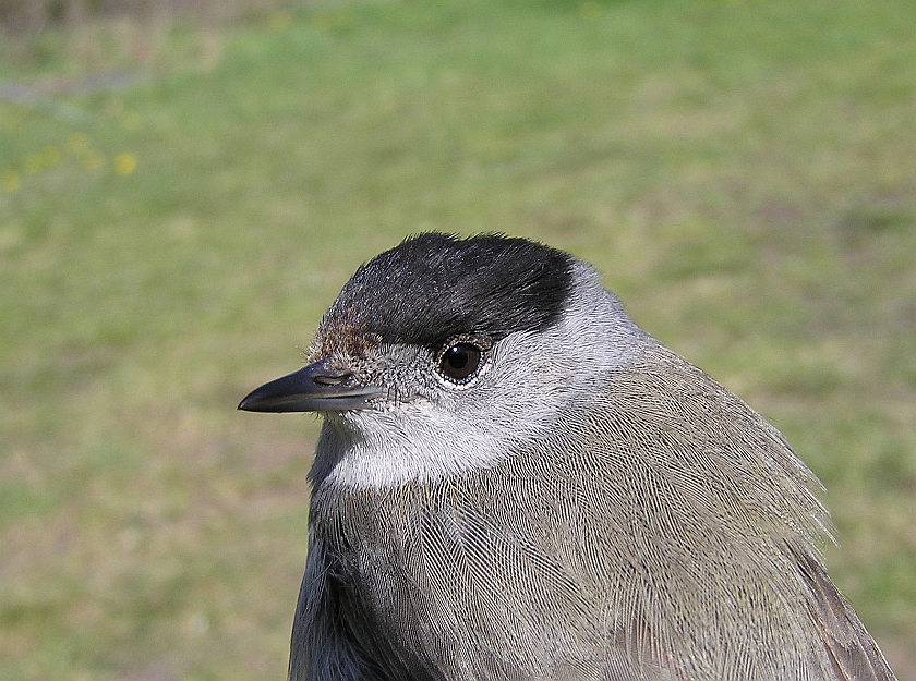 Blackcap, Sundre 20070505